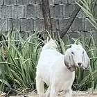 معزا للبيع