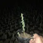 شتلات سمر قرض افريقي طلح فتنه عرض ب1.5