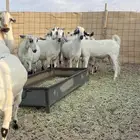 جفرات بيش دفيع تبي تولد العدد 15 مع فحلها