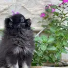 كلب بومرينيان للبيع( تم البيع)