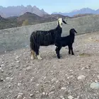 نعجه نجديه