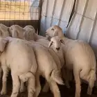 يوجد ذبايح طيبه