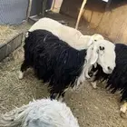 حايل للبيع