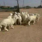 طليان للبيع العدد 13 نظيفه ومقفله شحم