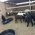 بير ابن هرماس