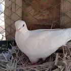 حمام قميري للبيع منتج