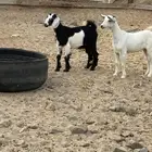 الشميسي طريق الخواجات قبل حوش الجابري يسار