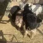 عرضين خلفه رباع وطليان نجد