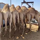 للبيع القعدان الكفو للمبادي وزواجات فل الفل يوجد تواصيل