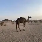 ناقه للبيع