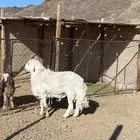 فحل مشروط ومنتج ع ذمة  راعيه