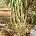 صقعي