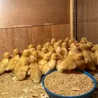 صوص بط بكيني