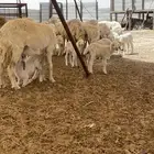 9حريات متابيع تحتها 10