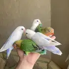 روز اليف هدد مفطوم
