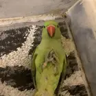 ببغاء دره ذكر تم البيع