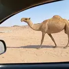 للبيع القحه