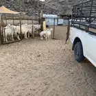 الشميسي طريق الخواجات قبل حوش الجابري