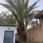 نخل للبيع حلوة حائل وفنخاء