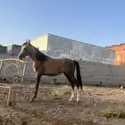 مهر شعبي الموقع البرك