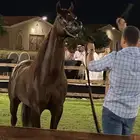ابحث عن سايس خيل او مدرب خيل ولديه الاستعداد للتدريب