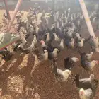 دجاج فيومي