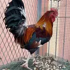 ديك عربي فاخر (فري -نجدي - مكانتوش)