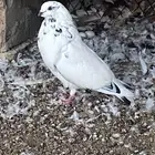 زوج نفاخ منتج