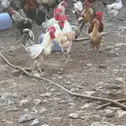 ديكه للبيع العدد 20