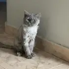 قط ذكر