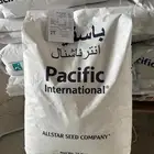 بذر برسيم أمريكي