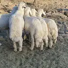 خرفان للبيع