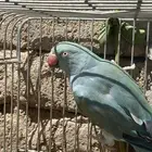انثى دره هولندي(تم البيع)