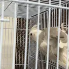 زوج كروان مميز