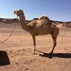 تم بيع الذلول الله يبارك الشاري