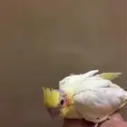 مطلوب فرخ كروان غر اصفر
