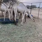 اربعه قعدان طيبه الدرب الشقيق