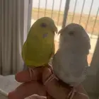 زوج بادجي هدد اليف منتج