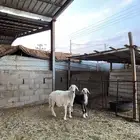 حريه معها رخل