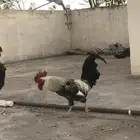 دجاج تركي مع ديك بلدي شوكي