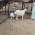 شاه خلفه تم البيع