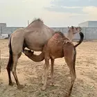 قدان للبيع