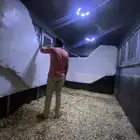 دنة نقل خيل - فرس - حصان