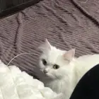 قطط الاحساء