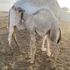 قعود
