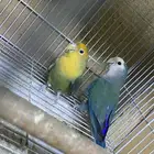 اجواز روز منتجه