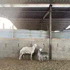 شاه حريه معها اثنين