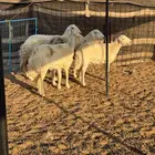 حريات مواليد