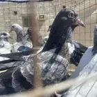 طبات باكستانيات