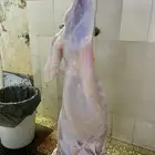 ذبايح حري ذبائح مناسبات طليان